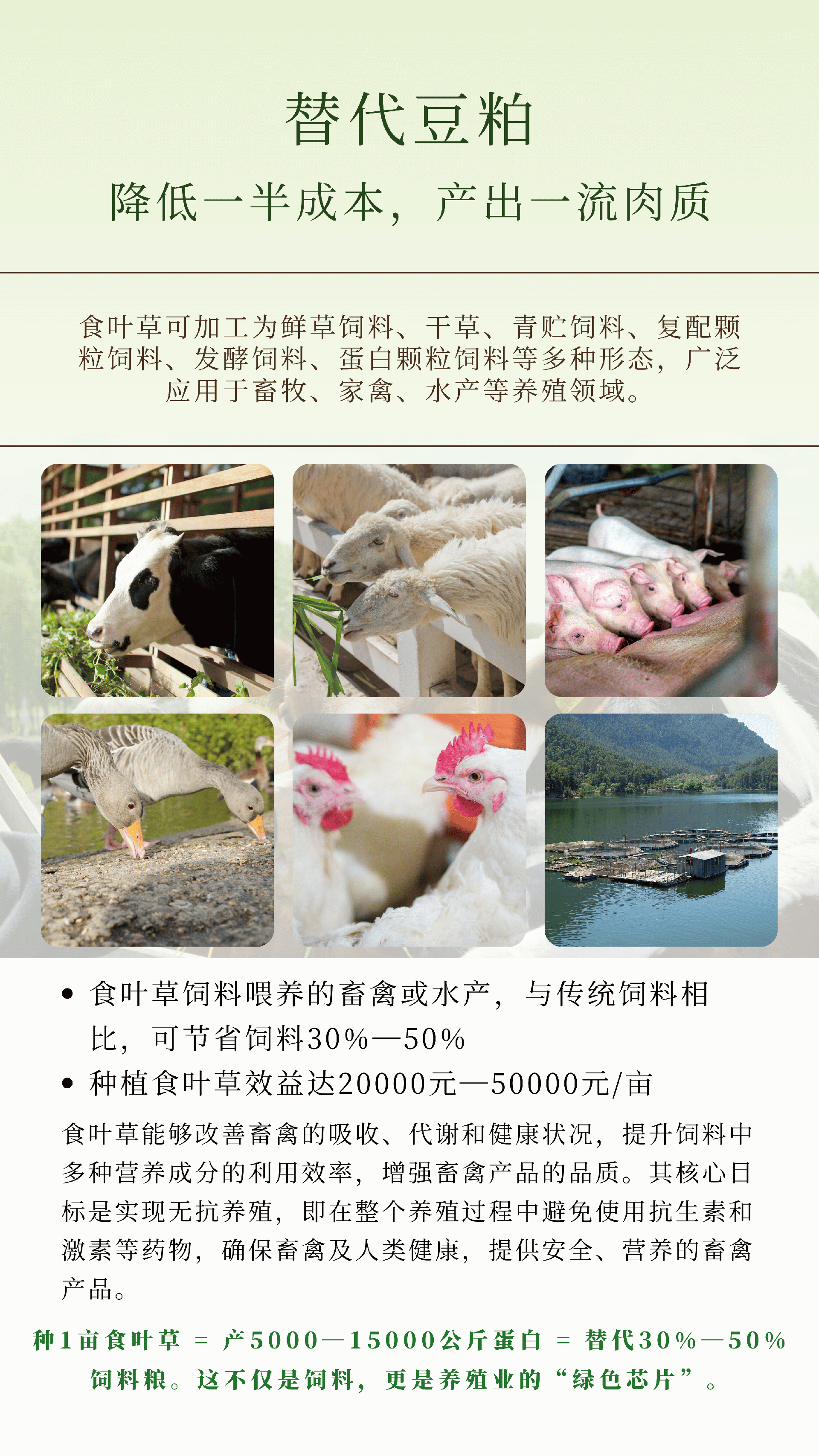 食叶草 - 7.png