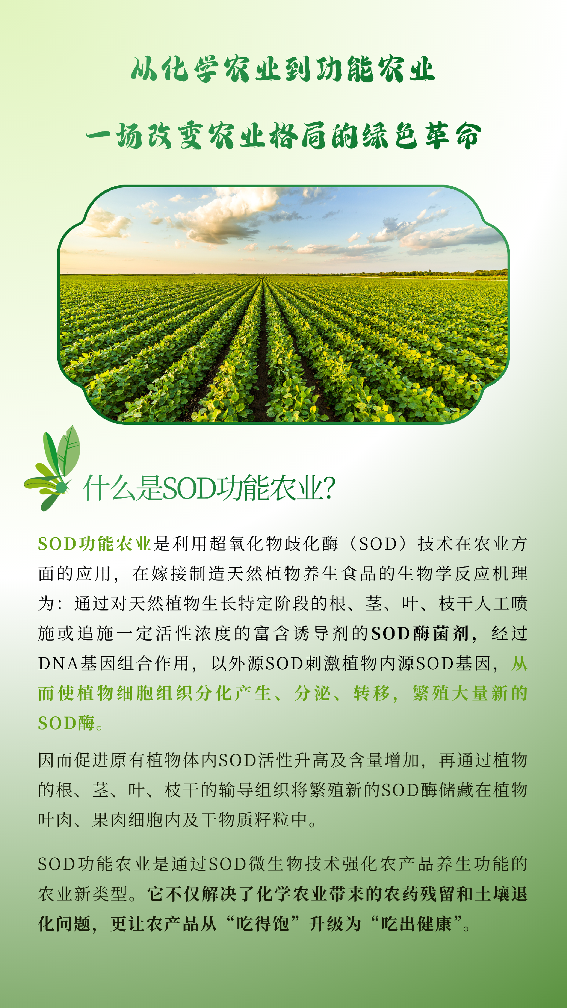 SOD酶菌剂 - 2.png