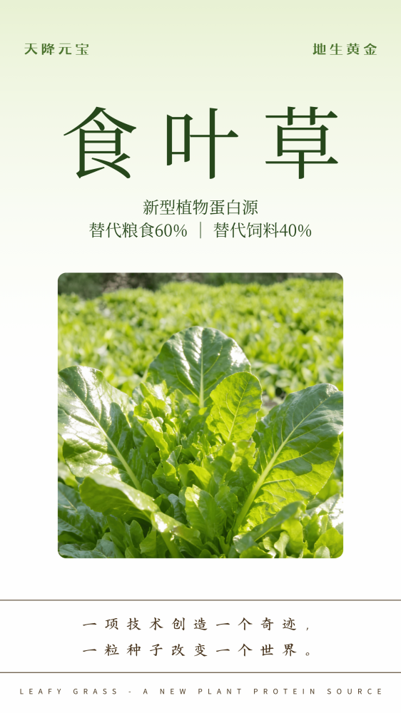 食叶草配合超能玉米全株或去穗秸秆生产生物发酵饲料养殖技术与配比